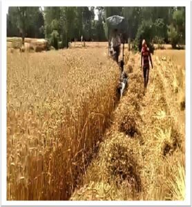 आधुनिक कृषि यंत्रों ने बदली किसान बेनी सिंह की तकदीर,रीपर कम बाइन्डर बना अतिरिक्त आय और समय बचत का मजबूत माध्यम