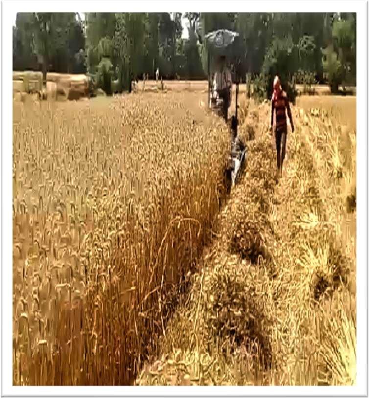 आधुनिक कृषि यंत्रों ने बदली किसान बेनी सिंह की तकदीर,रीपर कम बाइन्डर बना अतिरिक्त आय और समय बचत का मजबूत माध्यम
